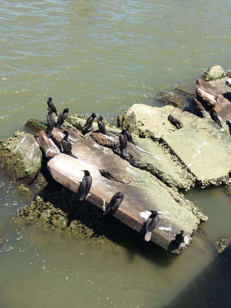 瞧這海邊礁石上：悠閑棲息的海鳥們！