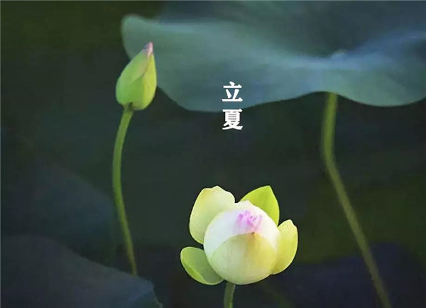 立夏已至，萬物向陽；